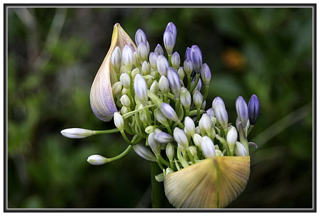 Agapanthus