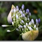 Agapanthus