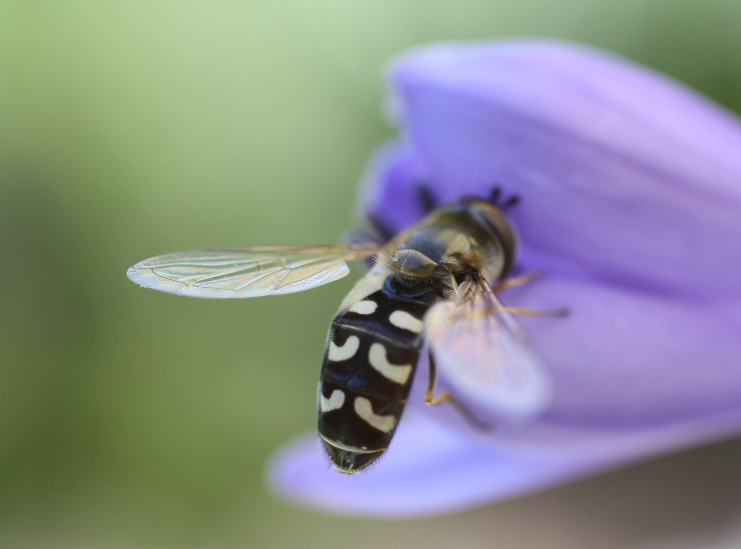 Agapanthus-Besucher