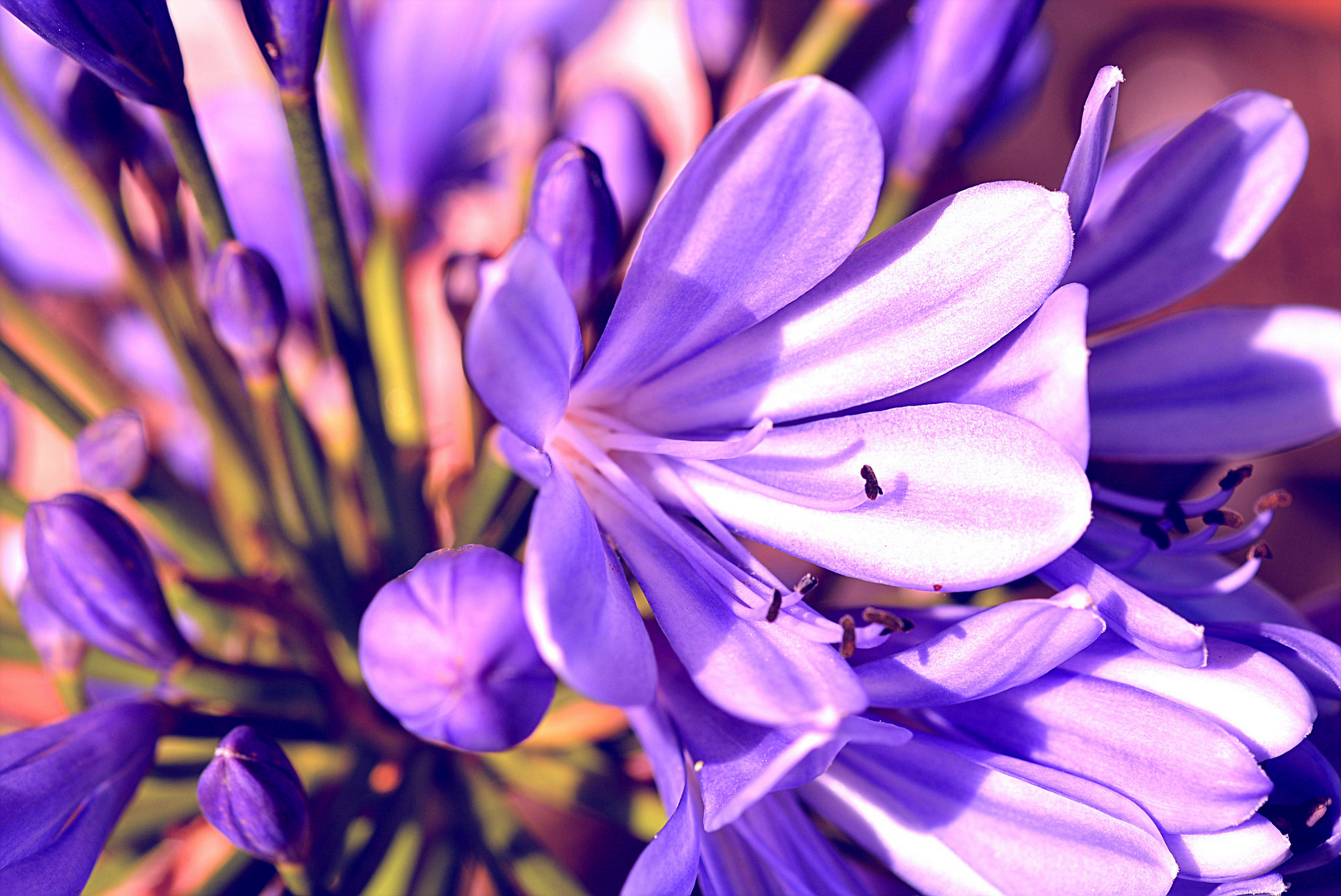 Agapanthus blaue Blüte