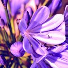 Agapanthus blaue Blüte