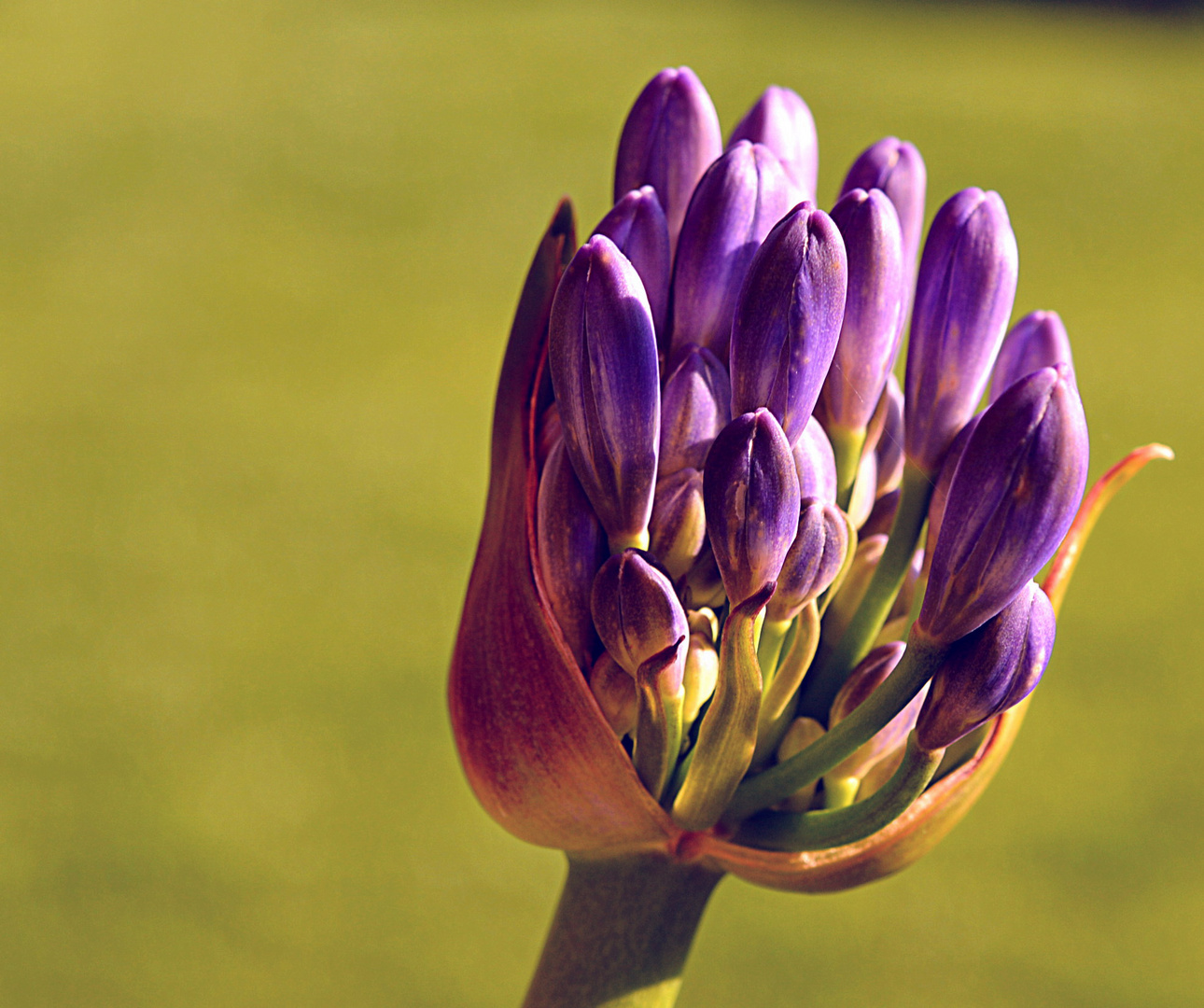 Agapanthus blaue Knospe