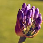 Agapanthus blaue Knospe