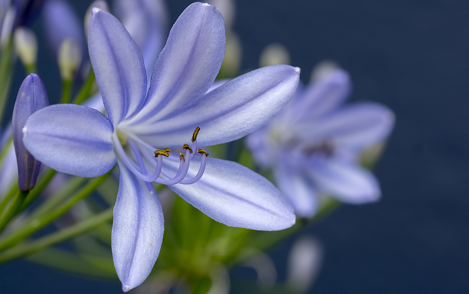 Agapanthus blue