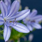 Agapanthus blue