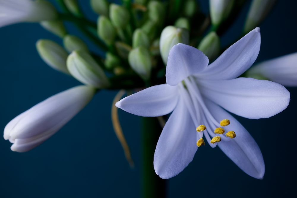 Agapanthus blühend fc - Kopie - Kopie