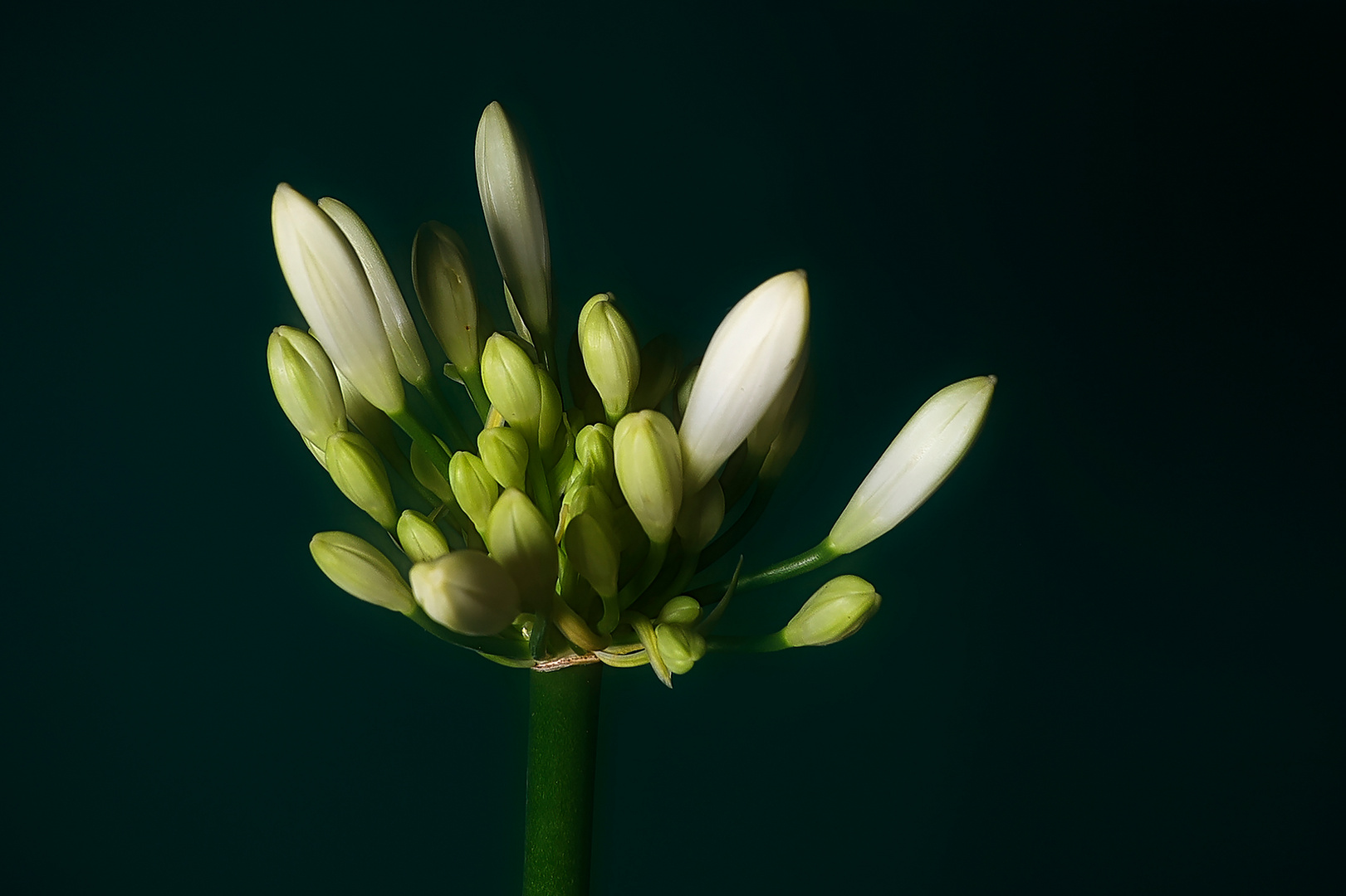 Agapanthus Blühten zu fc - Kopie - Kopie