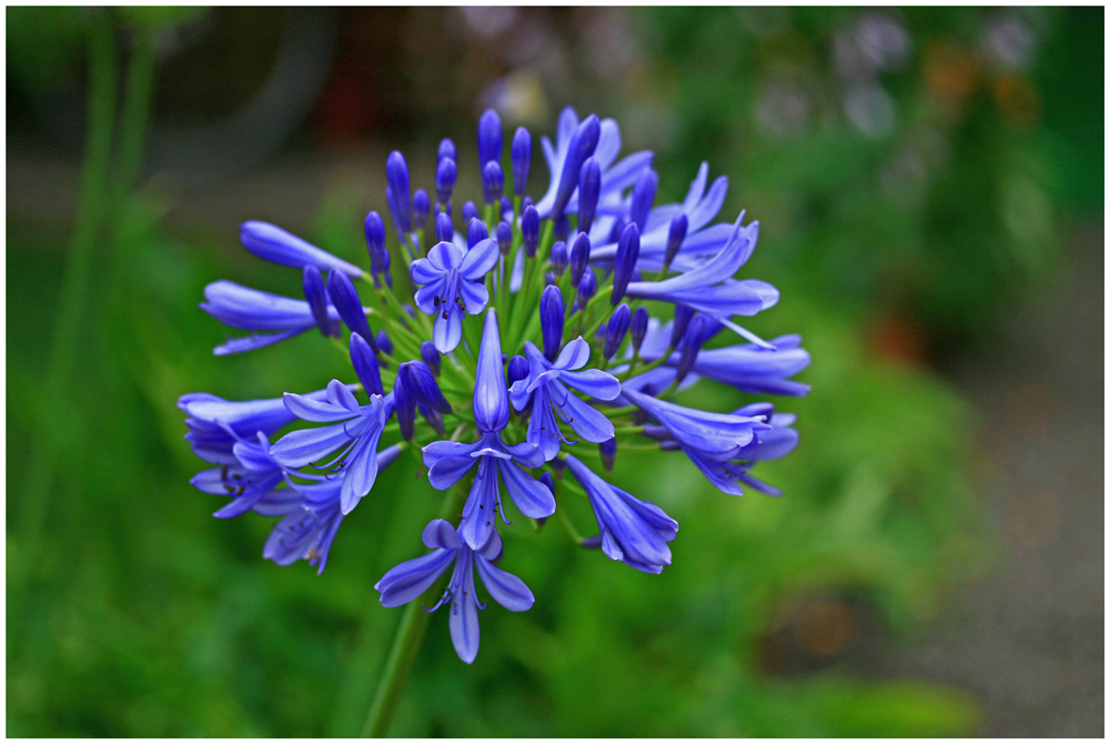 Agapanthus-Blüte