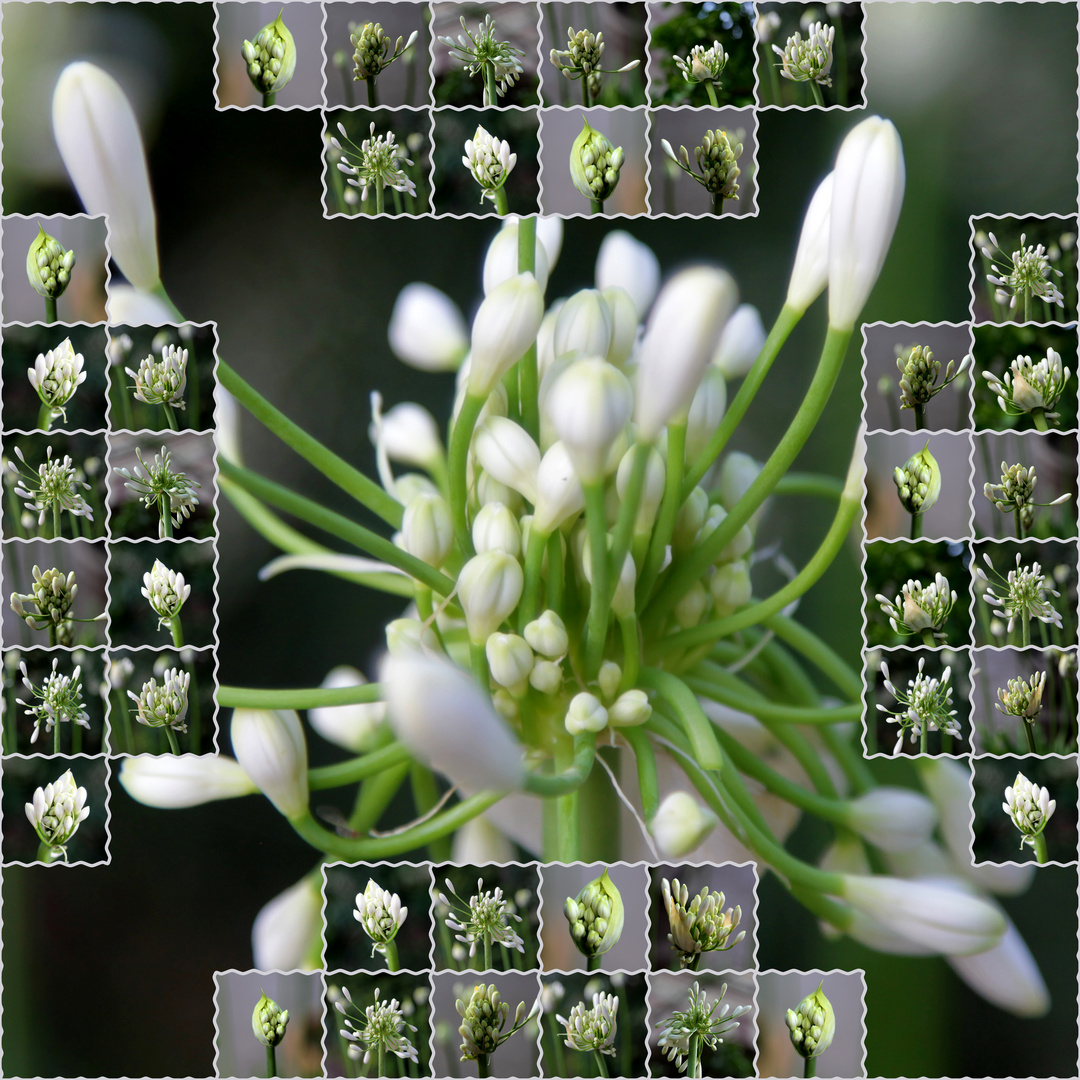 Agapanthus-Blüte