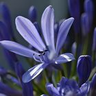 Agapanthus Blüte