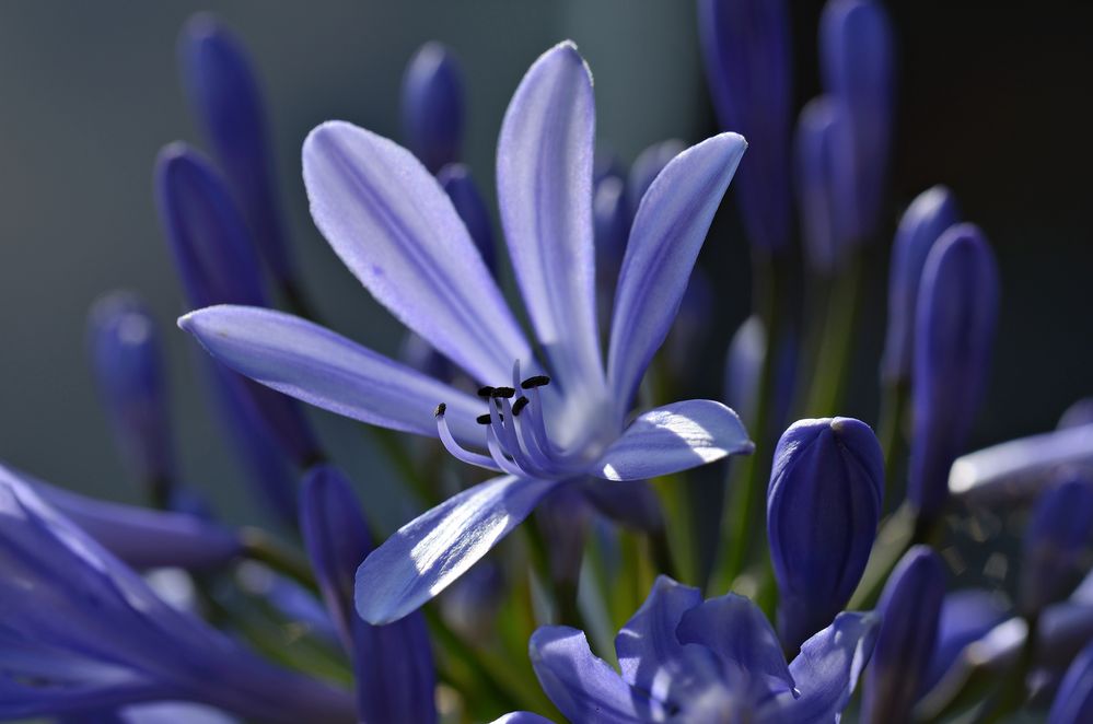 Agapanthus Blüte