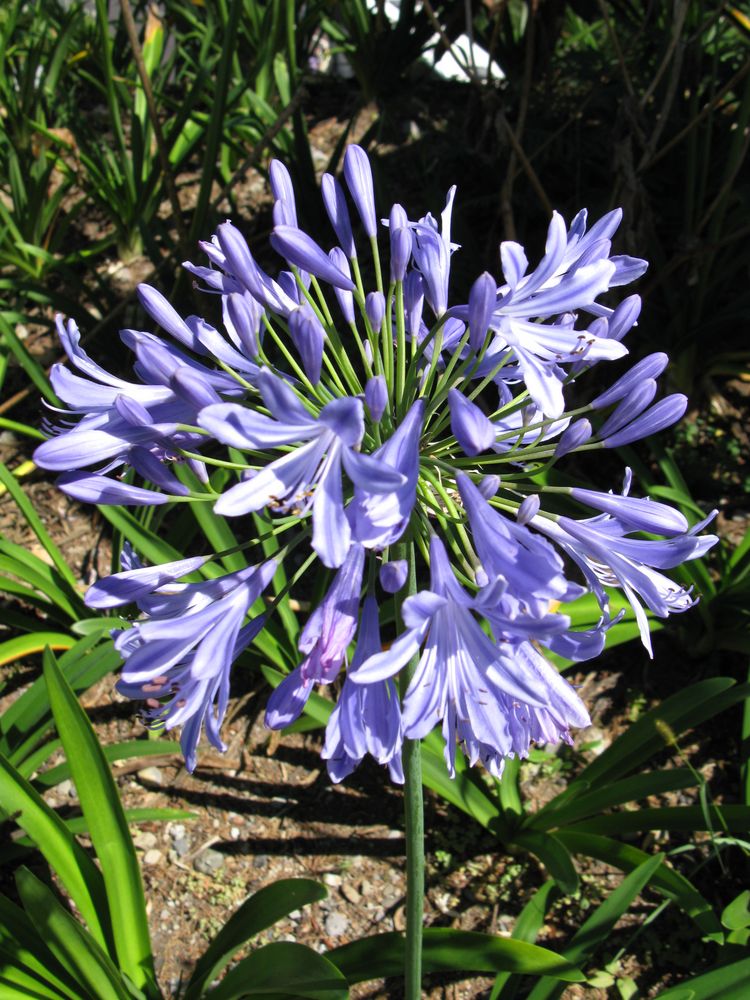 Agapanthus-Blume