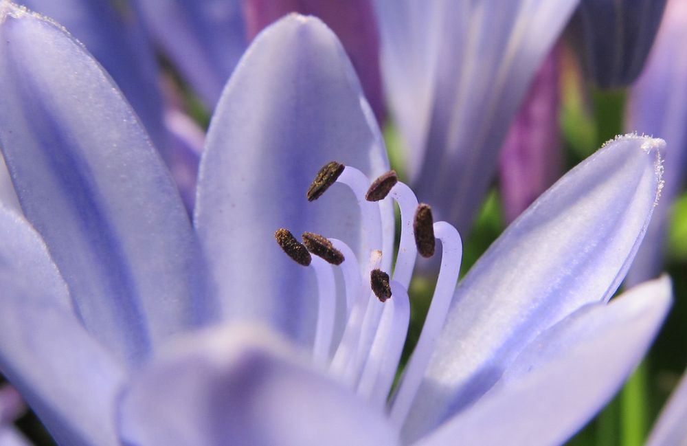 Agapanthus von Hedschie 