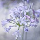 Agapanthus