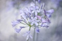 Agapanthus