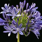 Agapanthus.....