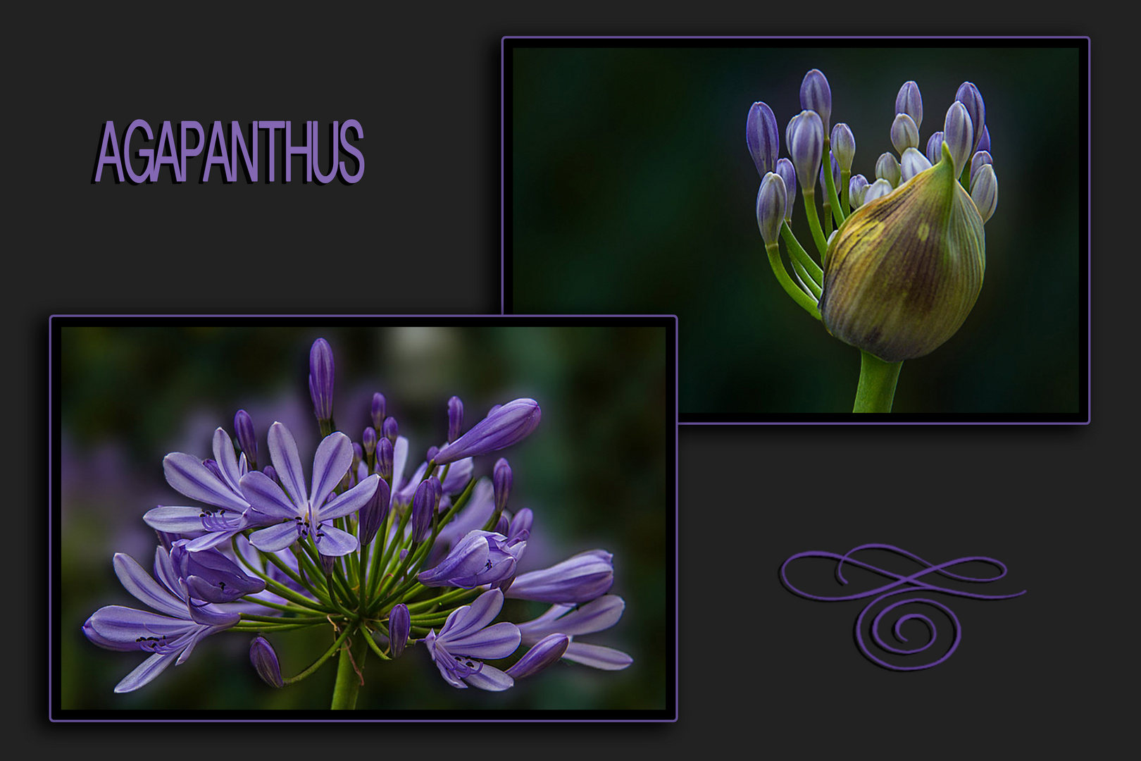 AGAPANTHUS