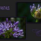 AGAPANTHUS