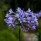 Agapanthus