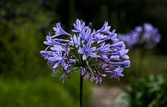 Agapanthus