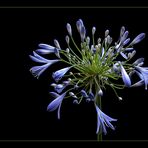 Agapanthus