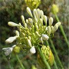  „ Agapanthus "