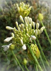  „ Agapanthus "