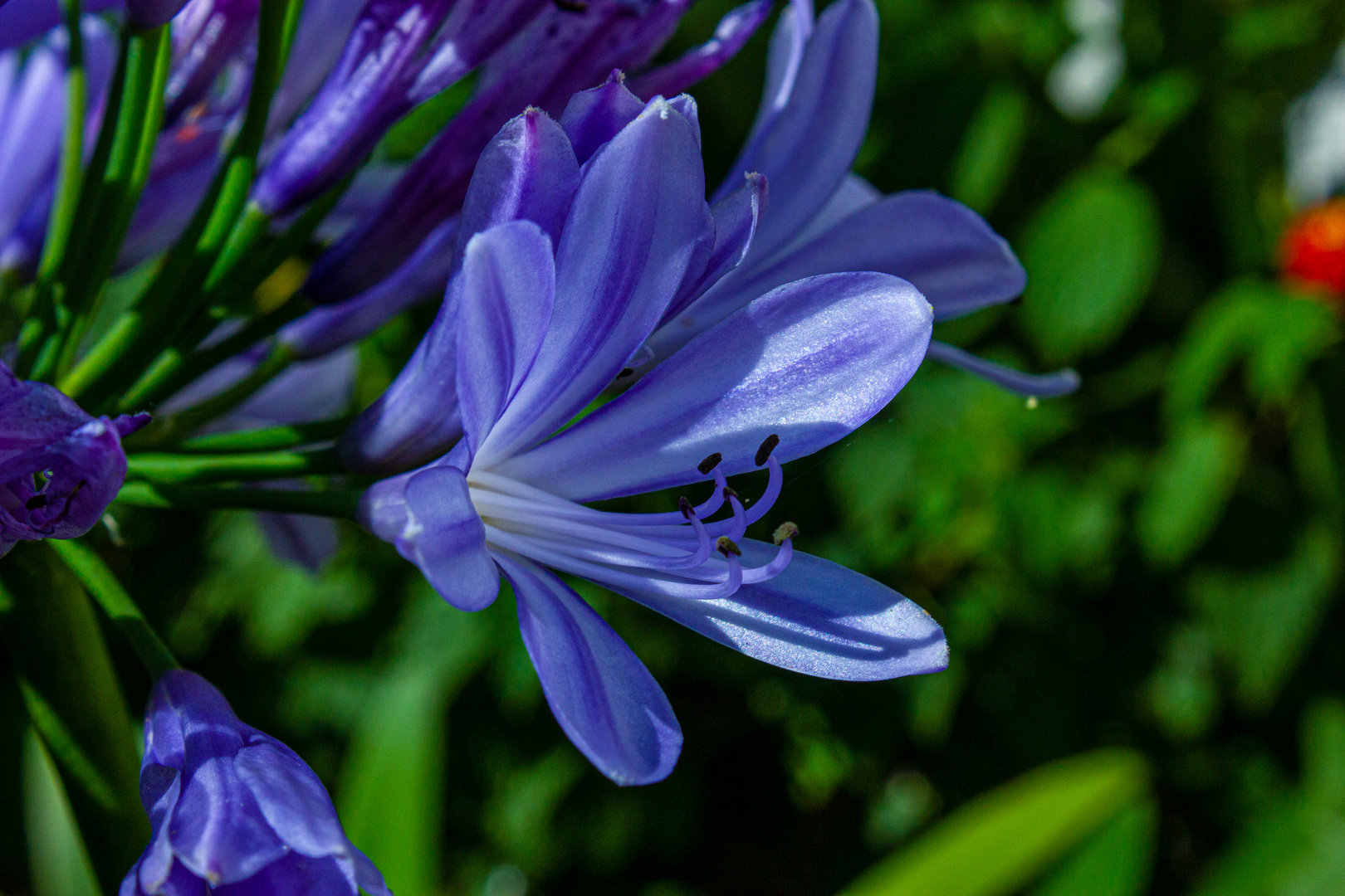 Agapanthus