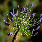 Agapanthus