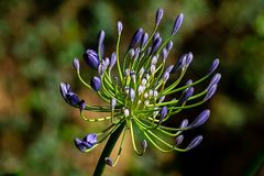 Agapanthus