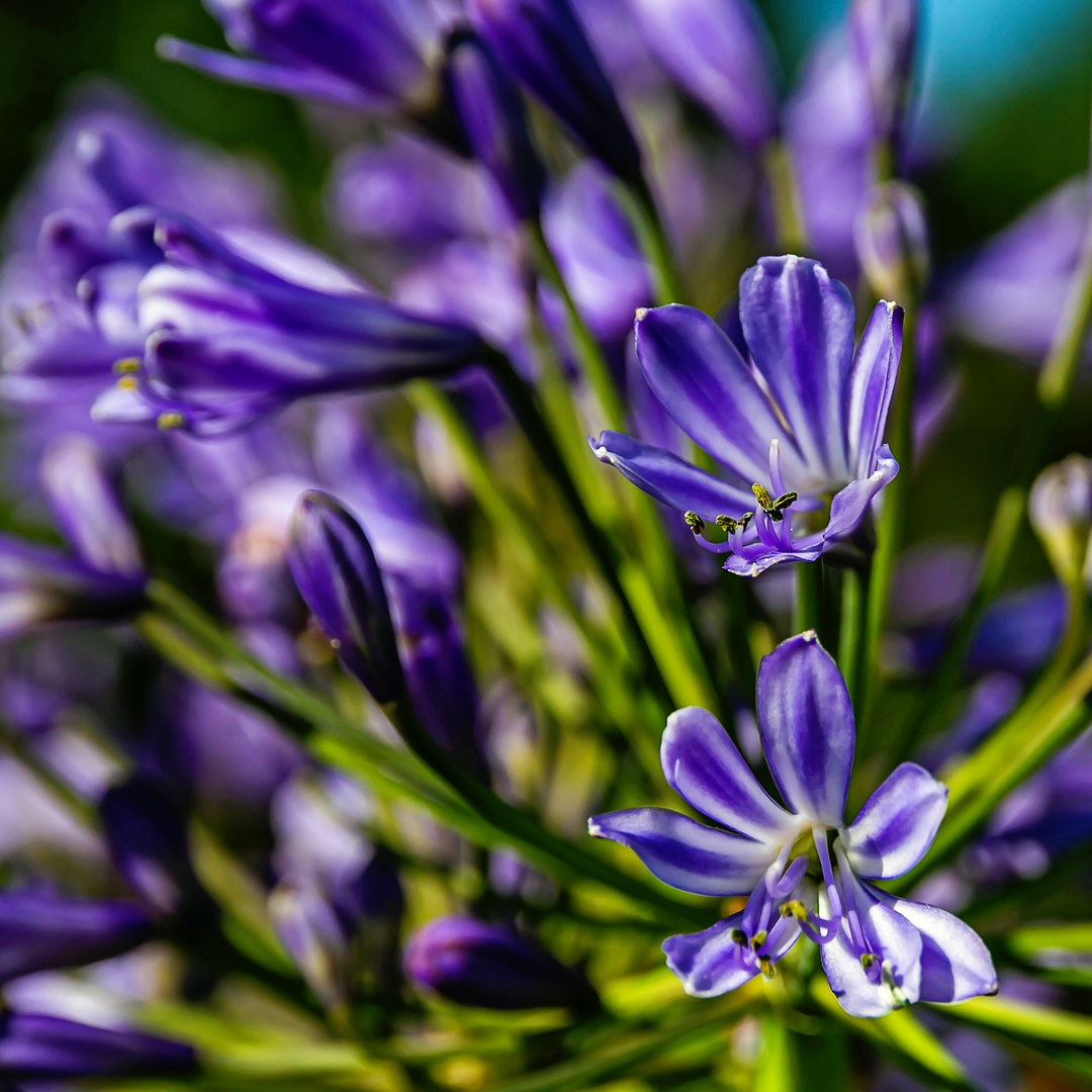 Agapanthus