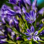 Agapanthus