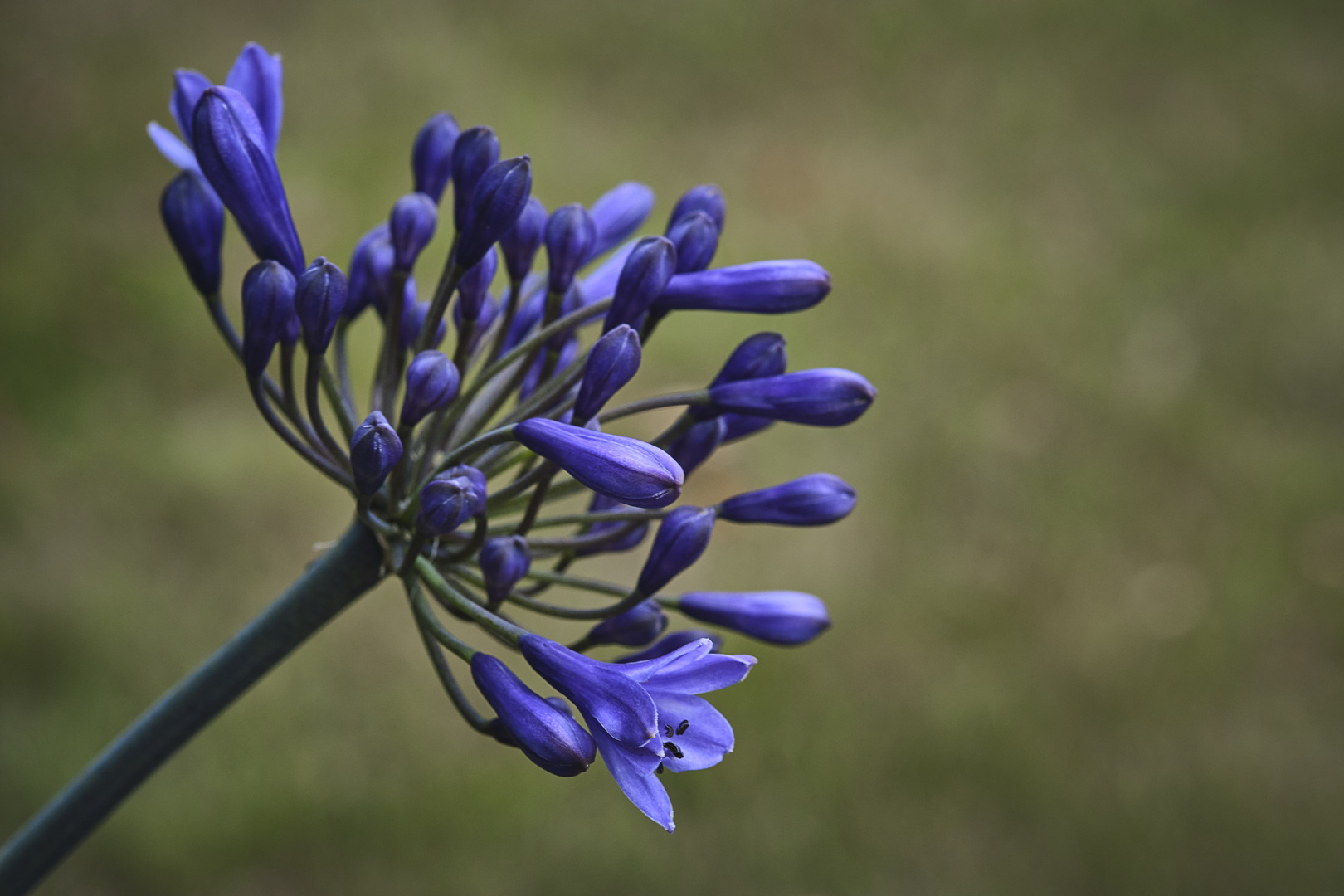 Agapanthus