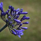 Agapanthus