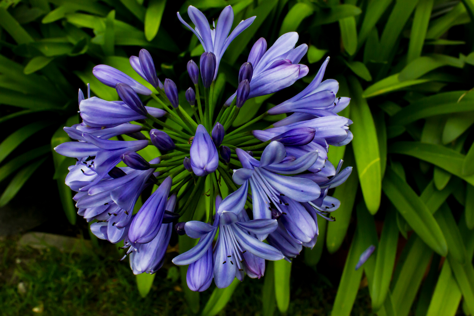 Agapanthus