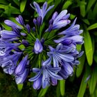 Agapanthus