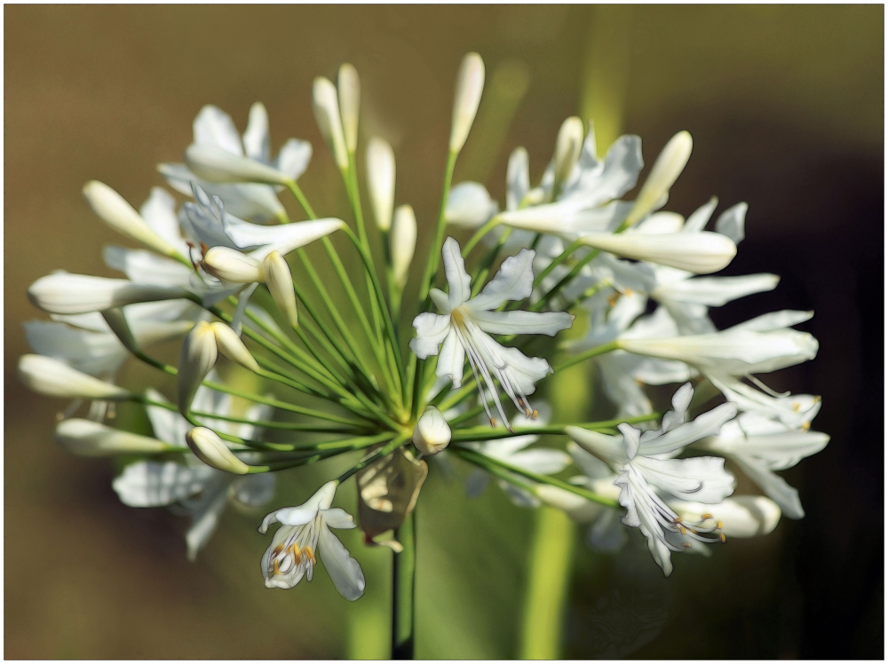 Agapanthus