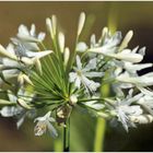 Agapanthus