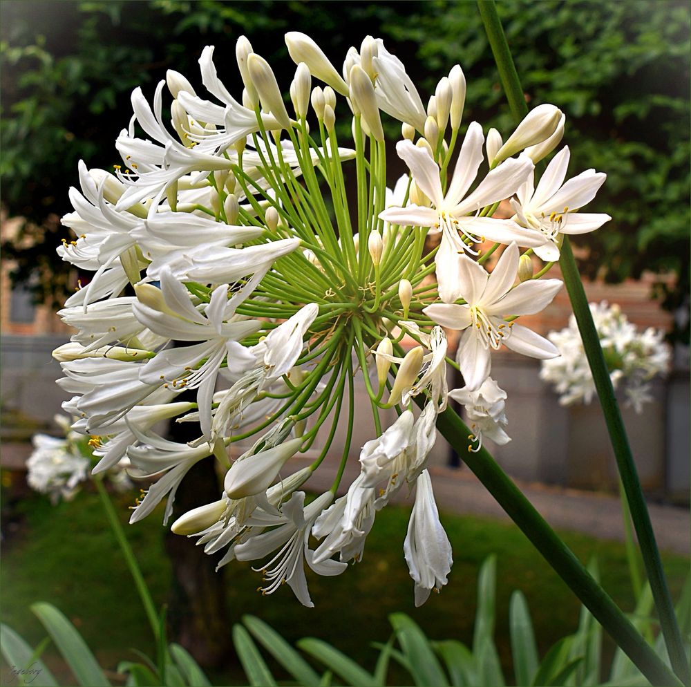 = Agapanthus =