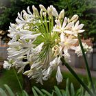 = Agapanthus =