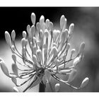 Agapanthus