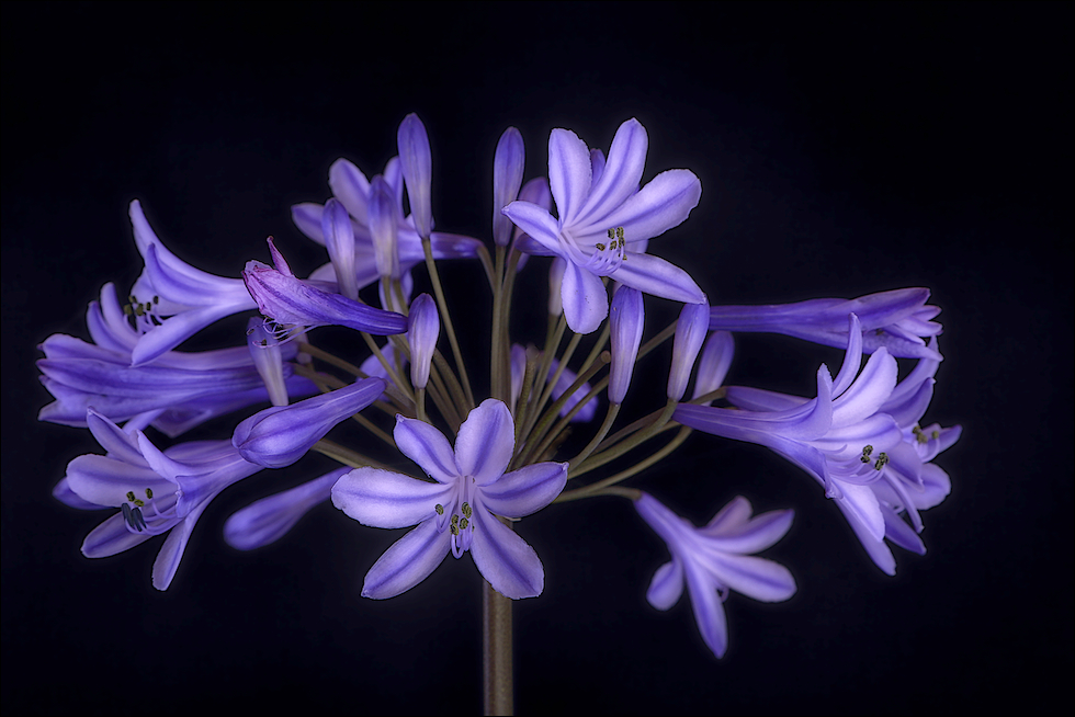 Agapanthus