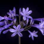 Agapanthus