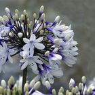 Agapanthus