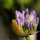 Agapanthus