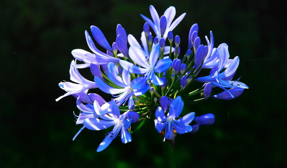 Agapanthus