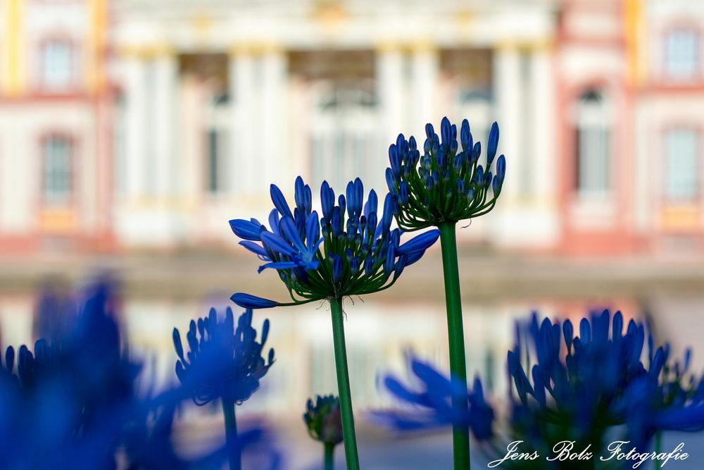 Agapanthus