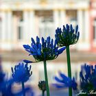 Agapanthus