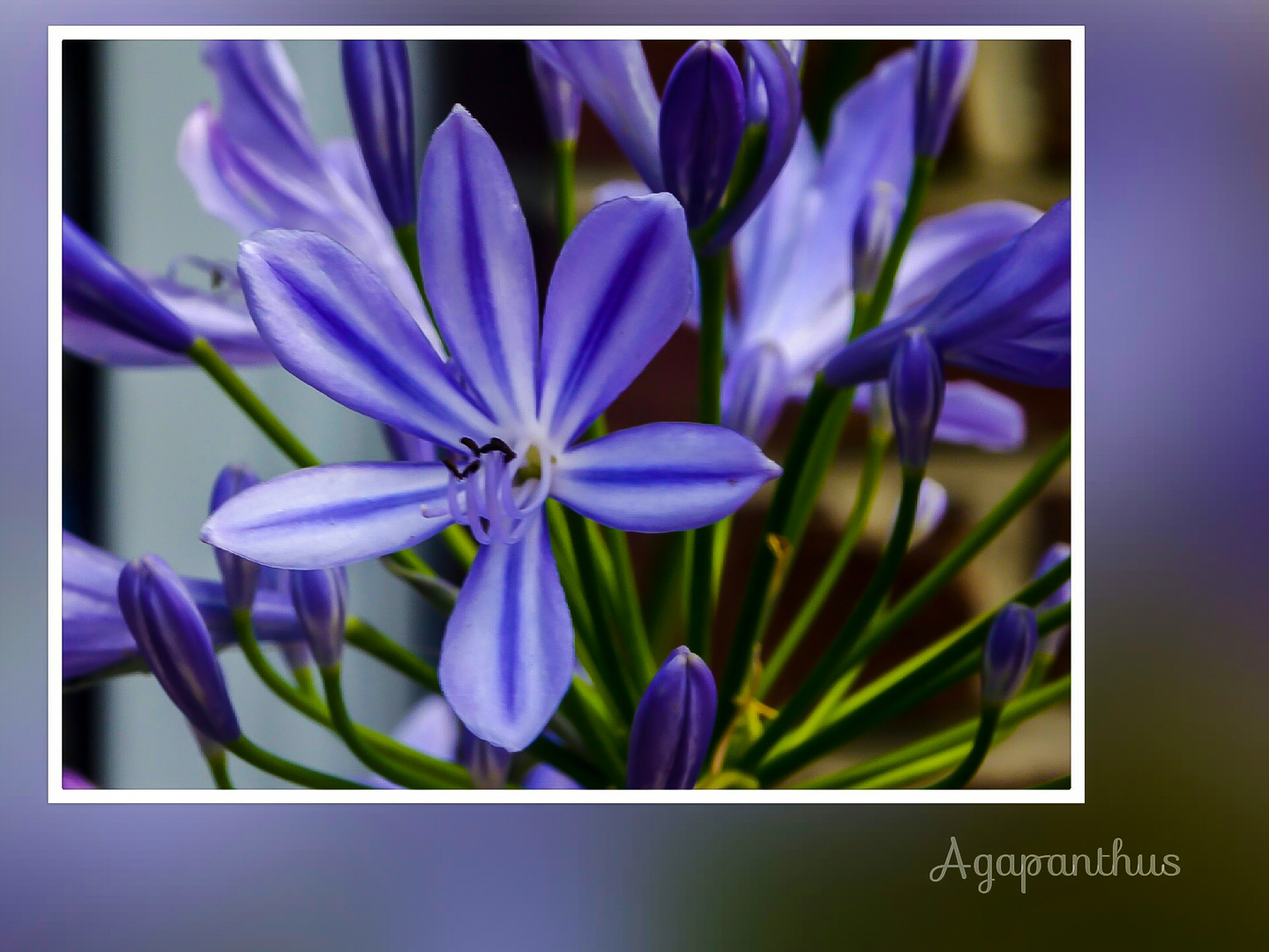 *Agapanthus*