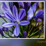 *Agapanthus*